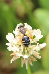 Andrena flavipes