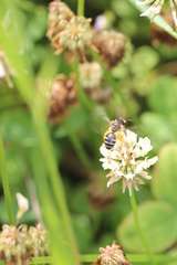 Andrena flavipes