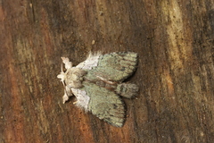 Farigia foliata