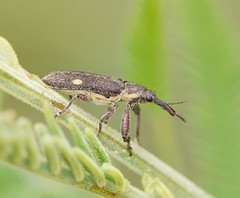 Rhinotia bimaculata