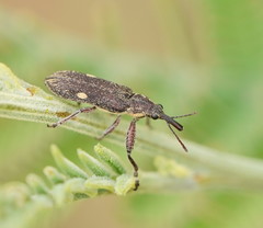 Rhinotia bimaculata