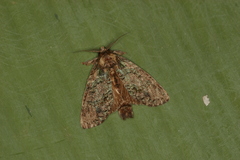 Farigia gamarra