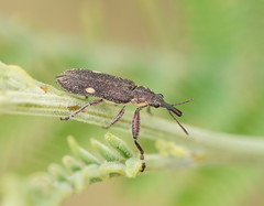 Rhinotia bimaculata