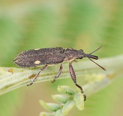 Rhinotia bimaculata