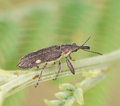 Rhinotia bimaculata