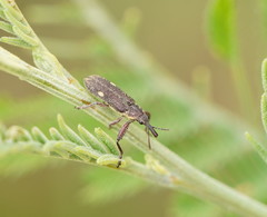 Rhinotia bimaculata