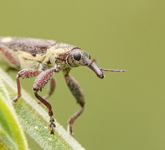 Rhinotia bimaculata