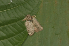 Farigia montana