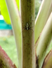 Oxyopes shweta