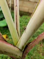 Oxyopes shweta