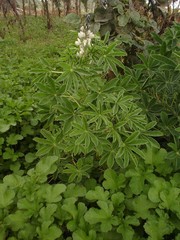 Lupinus ulbrichianus