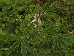 Lupinus ulbrichianus