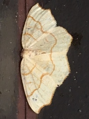 Nematocampa brehmeata