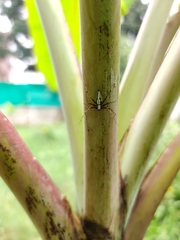 Oxyopes shweta