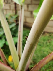 Oxyopes shweta