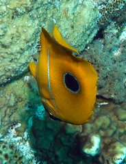 Chaetodon bennetti