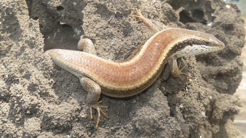 Tree skink, Trachylepis planifrons