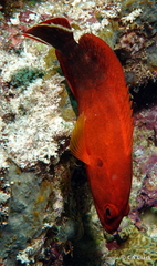 Cephalopholis urodeta