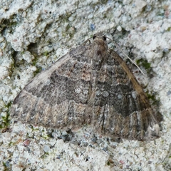 Larentia malvata