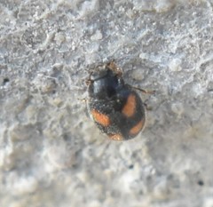 Nephus quadrimaculatus