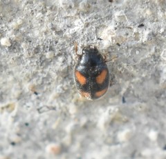 Nephus quadrimaculatus
