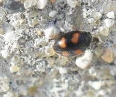 Nephus quadrimaculatus