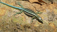 Holaspis laevis