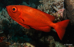 Priacanthus hamrur
