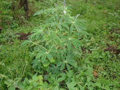 Lupinus ulbrichianus