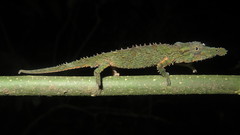 Rhampholeon spinosus