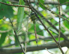 Coryphaeschna adnexa