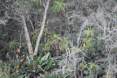 Strelitzia reginae reginae