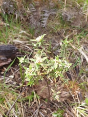 Pimelea tomentosa