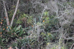 Strelitzia reginae reginae