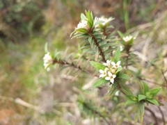 Pimelea tomentosa
