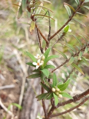Pimelea tomentosa