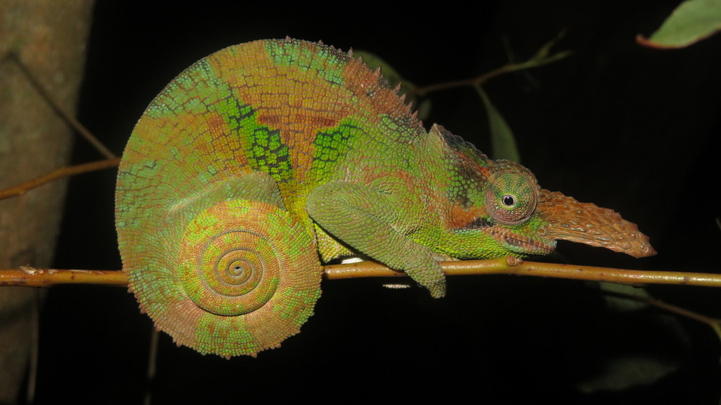 Vosseler's Blade-horned Chameleon