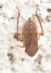 Aphrodinae