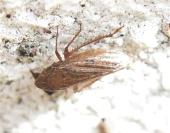 Aphrodinae