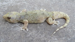 Elasmodactylus tuberculosus