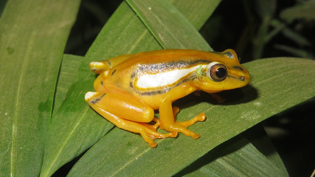 Shimba Hills Reed Frog