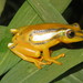 Shimba Hills Reed Frog - Photo (c) John Lyakurwa, some rights reserved (CC BY)