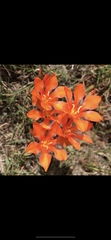 Tritonia crocata