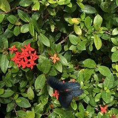 Papilio memnon thunbergii