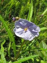 Solanum vescum