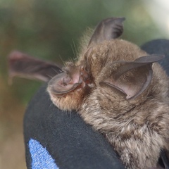 Rhinolophus megaphyllus