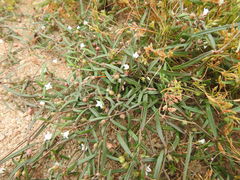 Scleromitrion diffusum