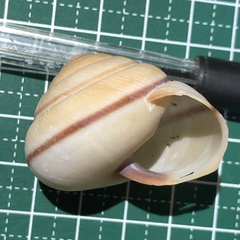 Satsuma