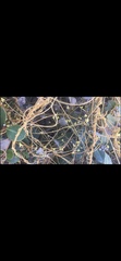 Cuscuta angulata