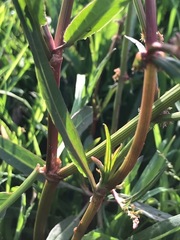 Rumex brownii